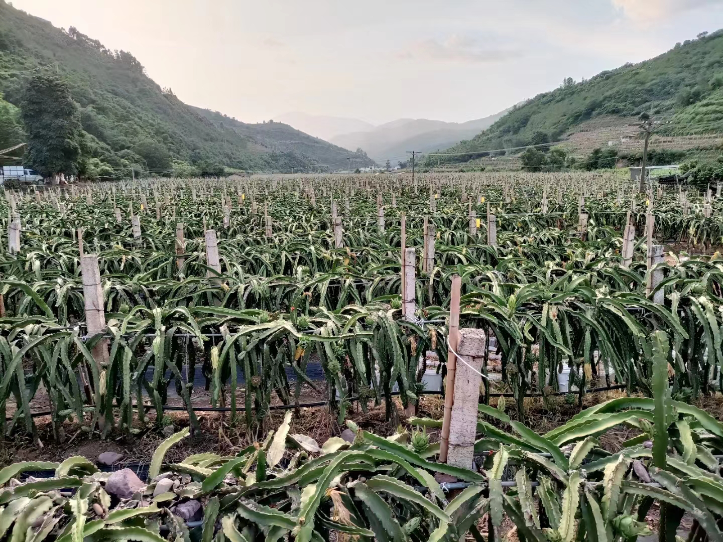 云南火龍果