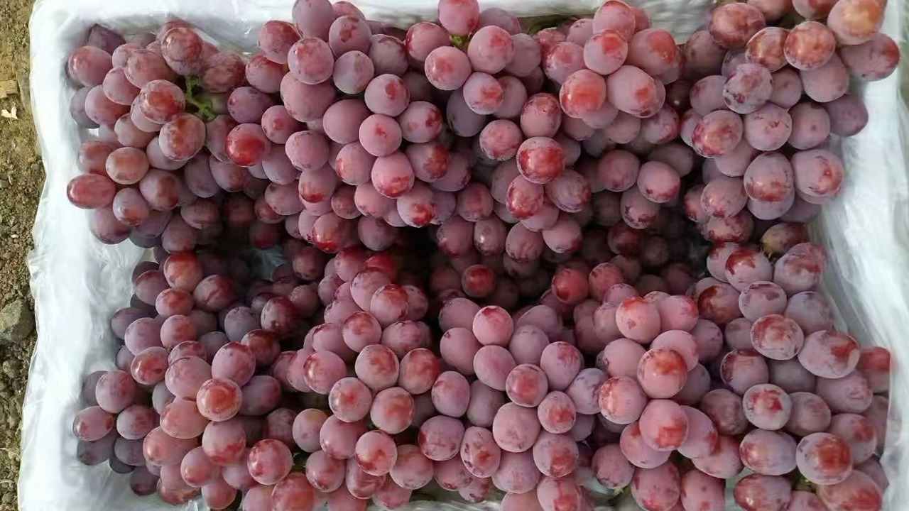 生鮮水果冷鏈運輸
